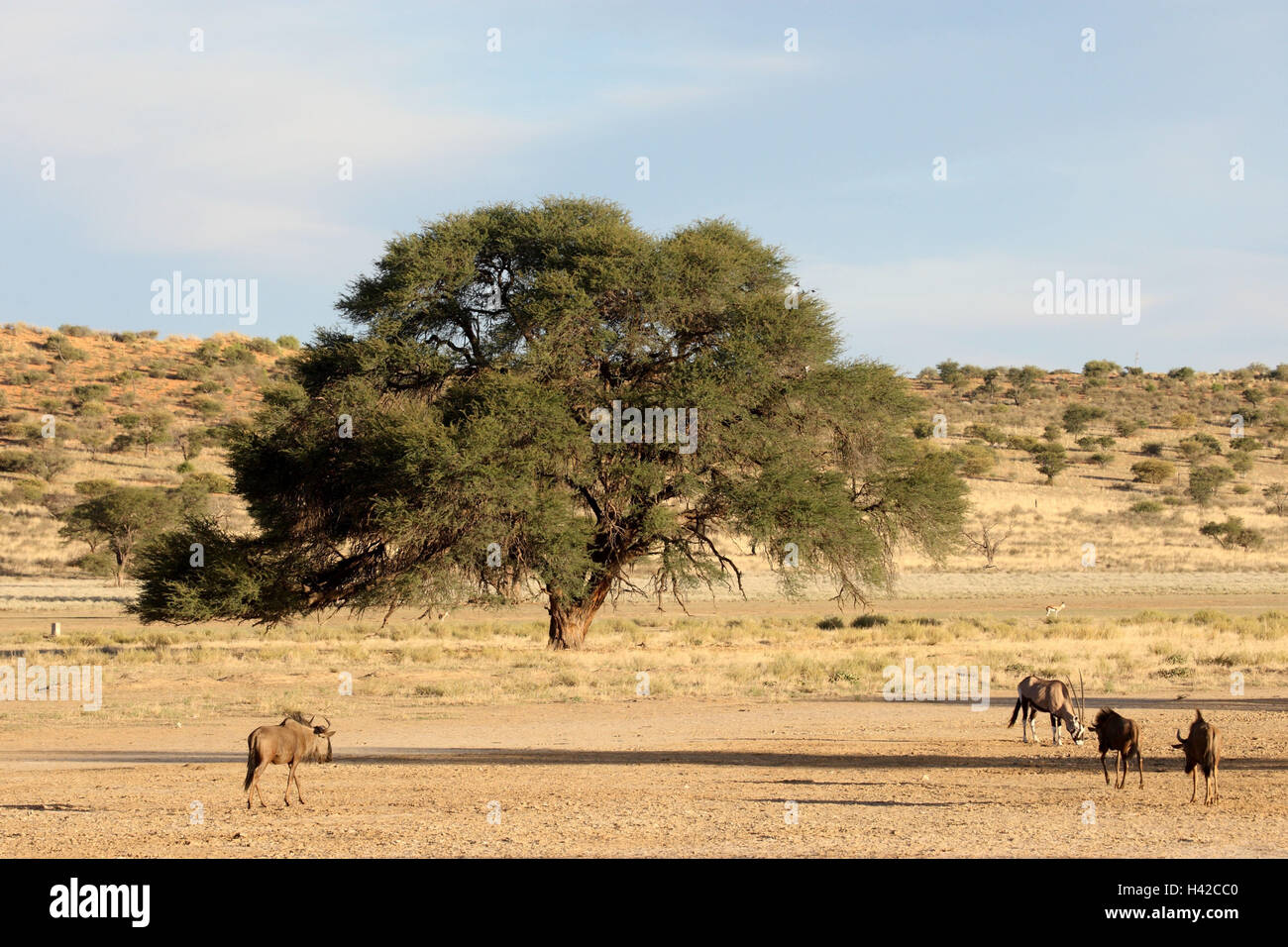 Scenario nel Kalahari con cammello spike albero, Foto Stock