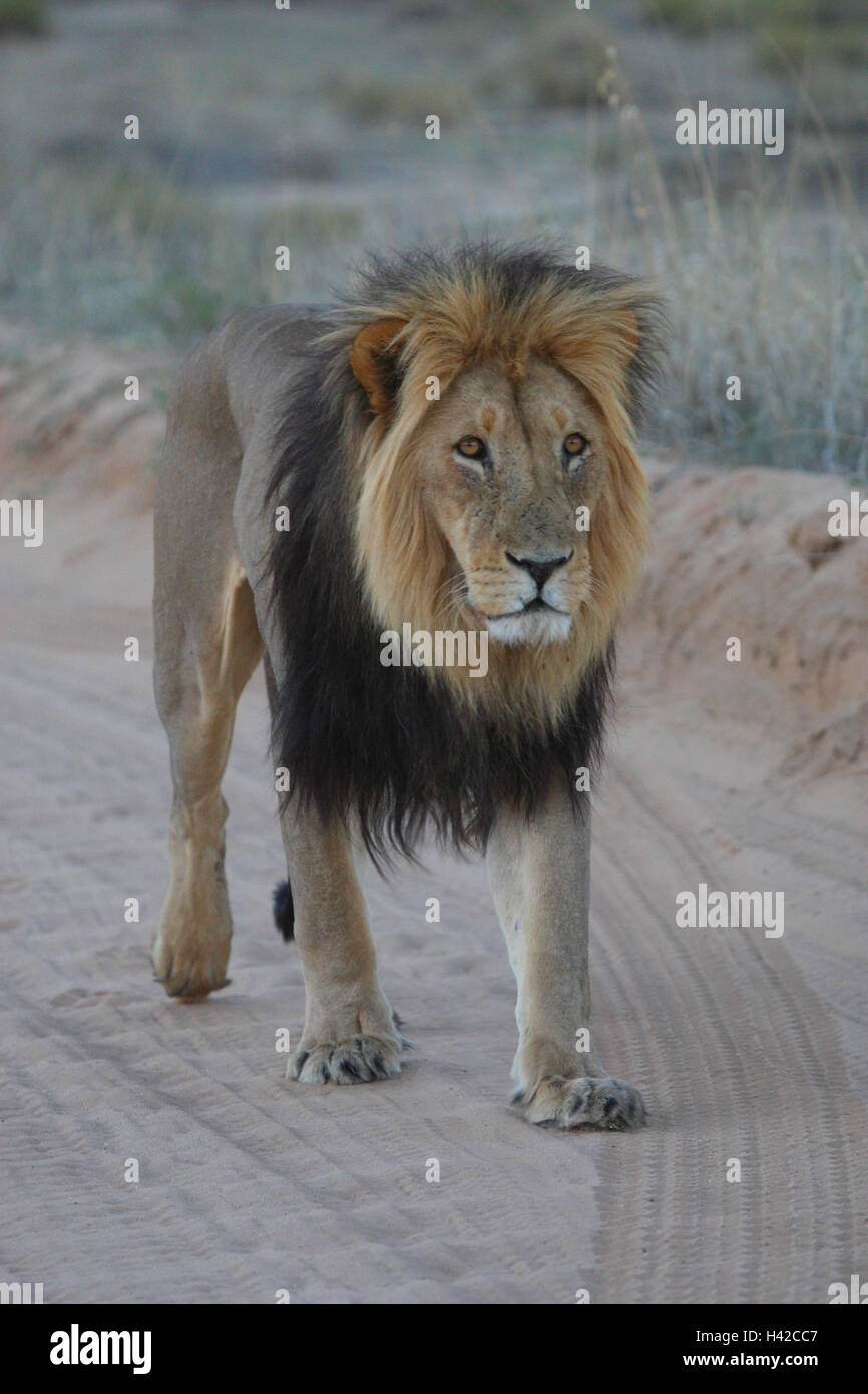 Lion piccolo uomo, Lion Foto Stock