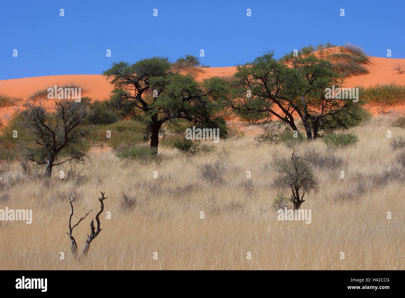 Scenario del Kalahari, Foto Stock