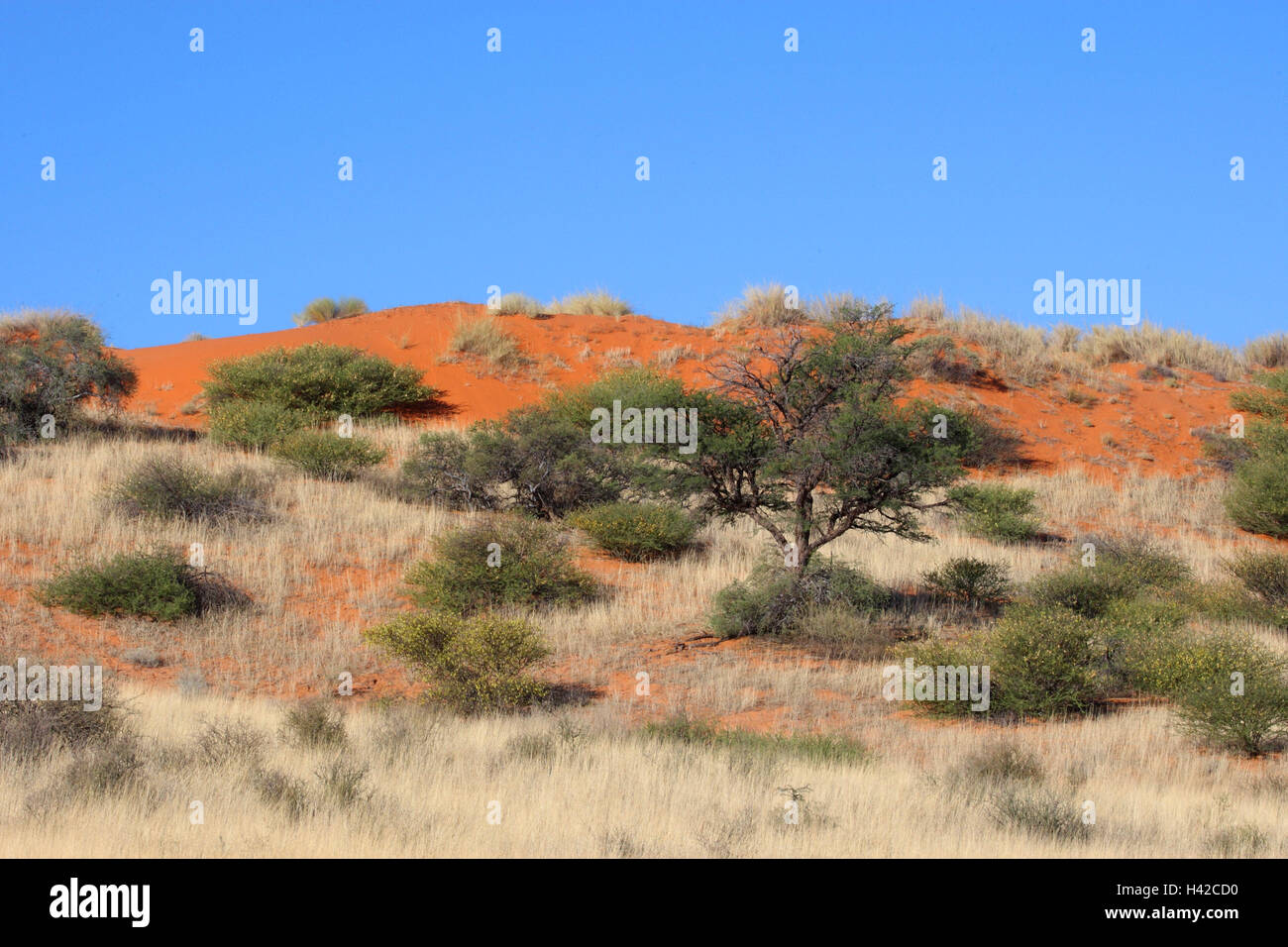 Scenario del Kalahari, Foto Stock