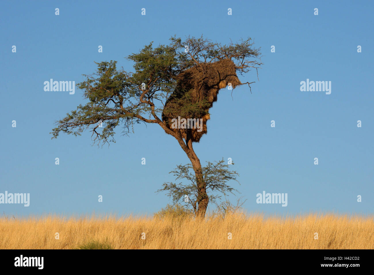 Scenario, albero con Webervogelnest, il Kalahari, Foto Stock