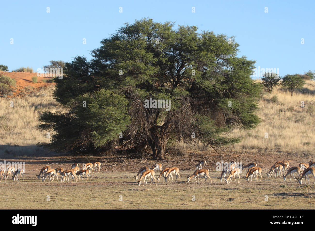 Springboks, Springbuck, Foto Stock