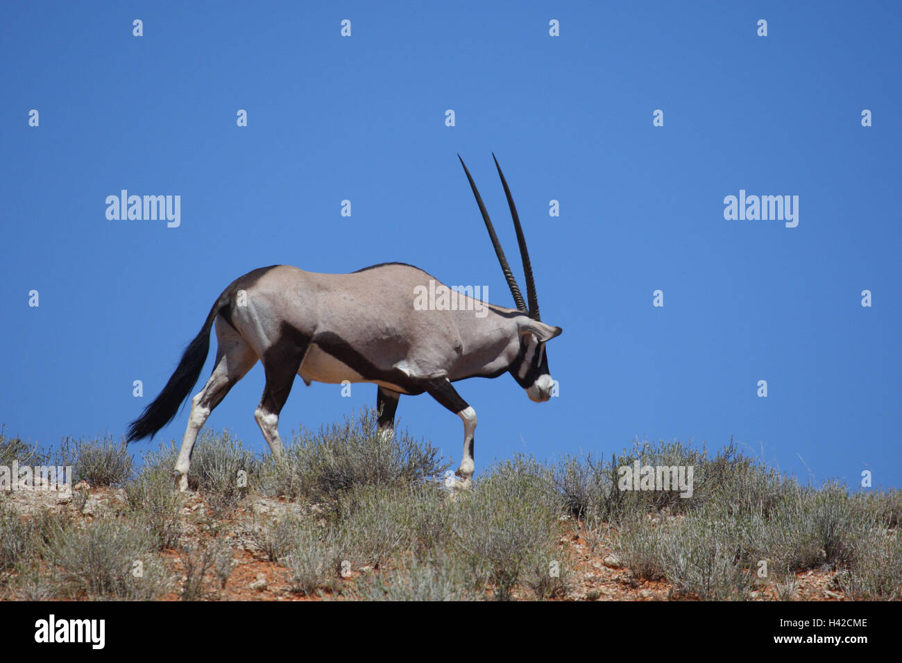 Spit vaulting horse, oryx, Foto Stock