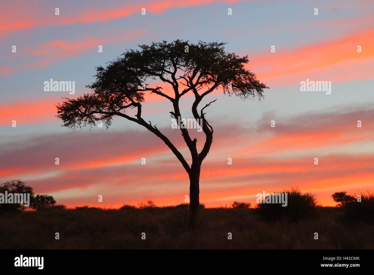 Scenario del Kalahari di post-incandescenza, silhouette, albero, Foto Stock