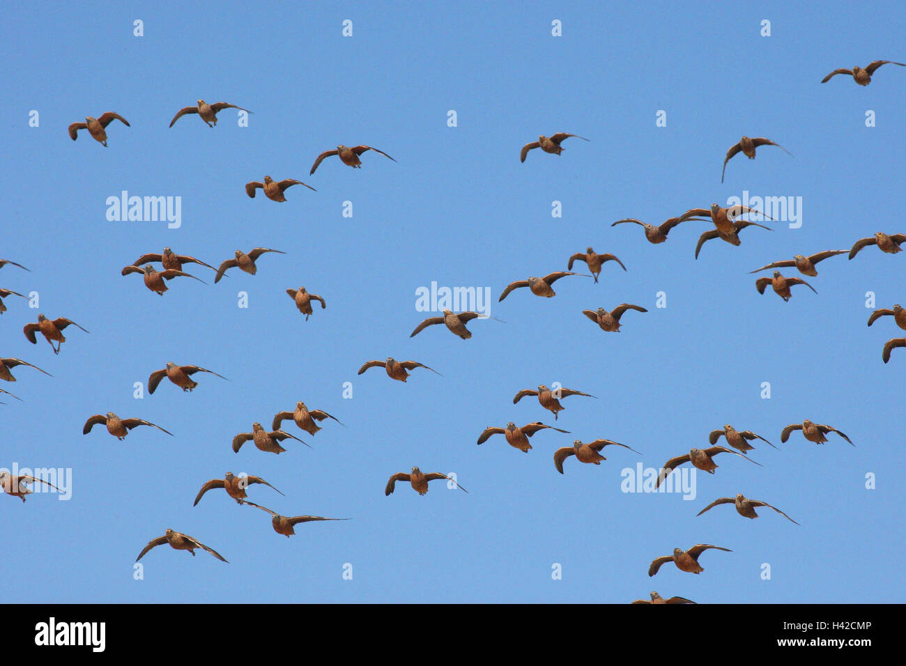 Chiazze di pollo di volo, Burchell 'See Sandgrouse, Foto Stock