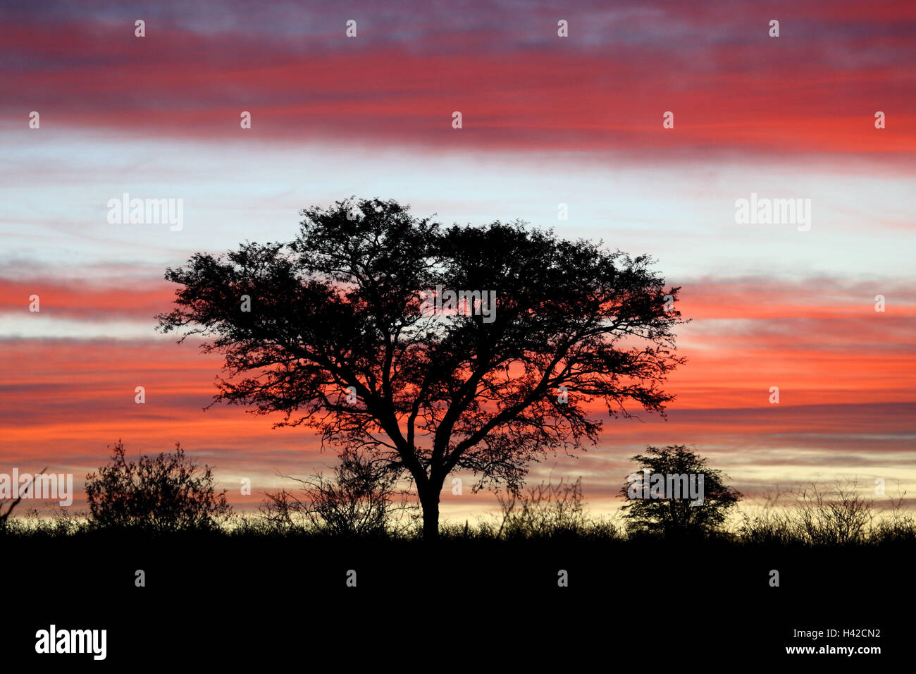 Scenario del Kalahari al tramonto, Foto Stock