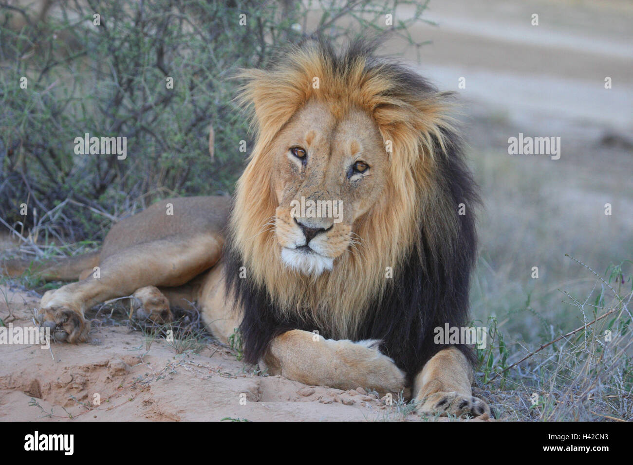Lion, piccoli uomini, Lion, menzogna, Foto Stock