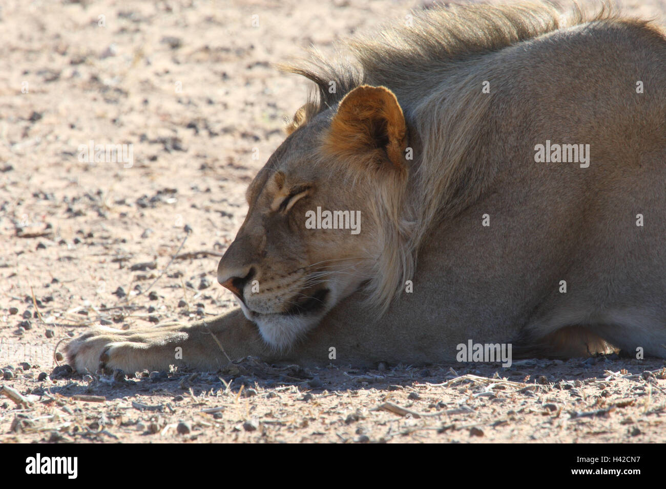 Lion piccolo uomo, dormendo, Lion Foto Stock
