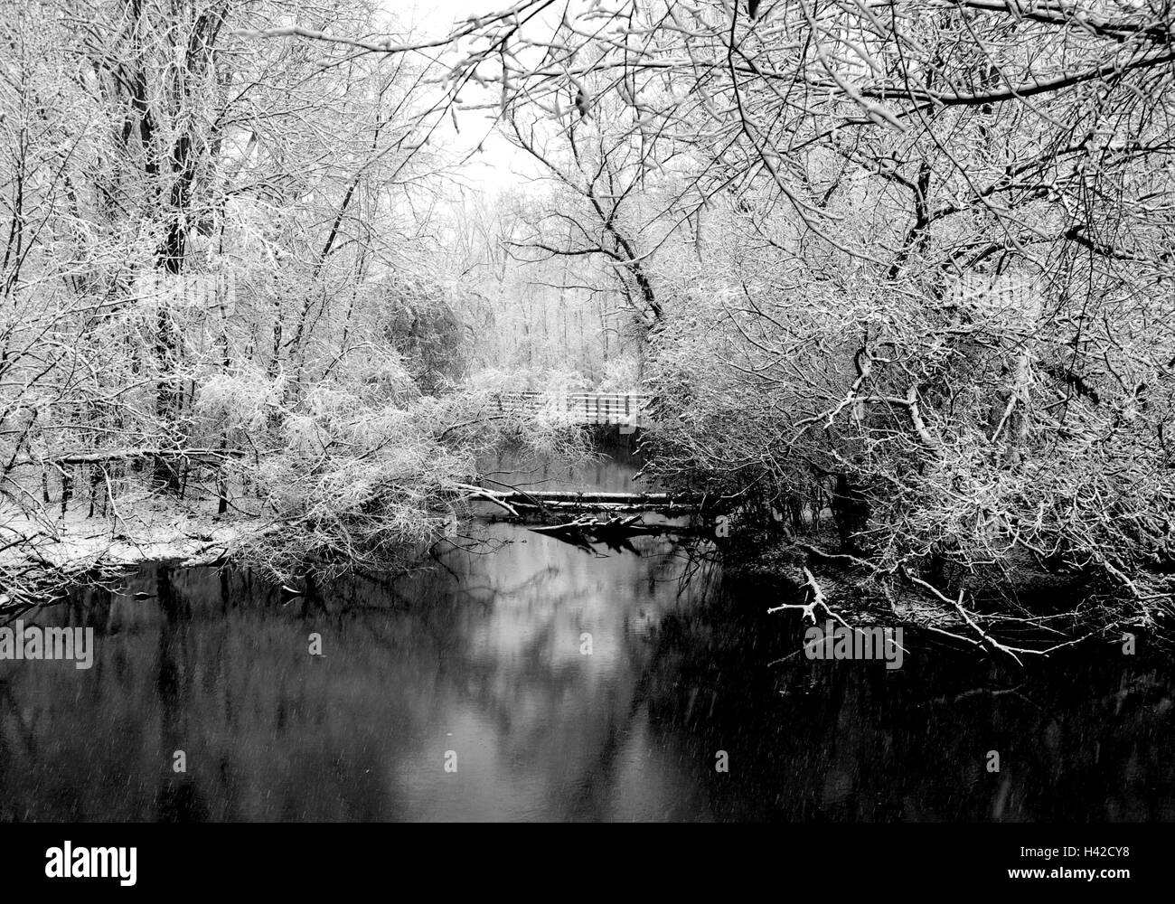Inverno foresta nel Michigan Foto Stock