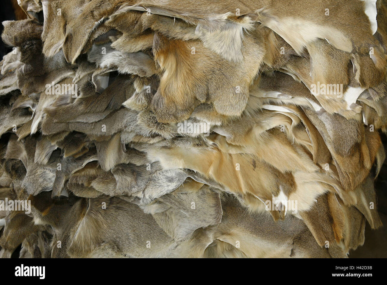 La concia, dettaglio batch di pelliccia, Foto Stock