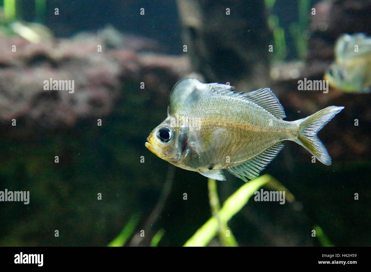 Humphead Glassfish (Parambassis pulcinella), Ataran bacino idrografico, Myanmar Foto Stock