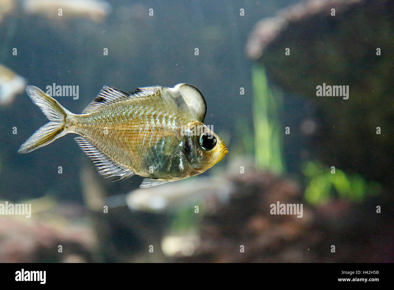 Humphead Glassfish (Parambassis pulcinella), Ataran bacino idrografico, Myanmar Foto Stock