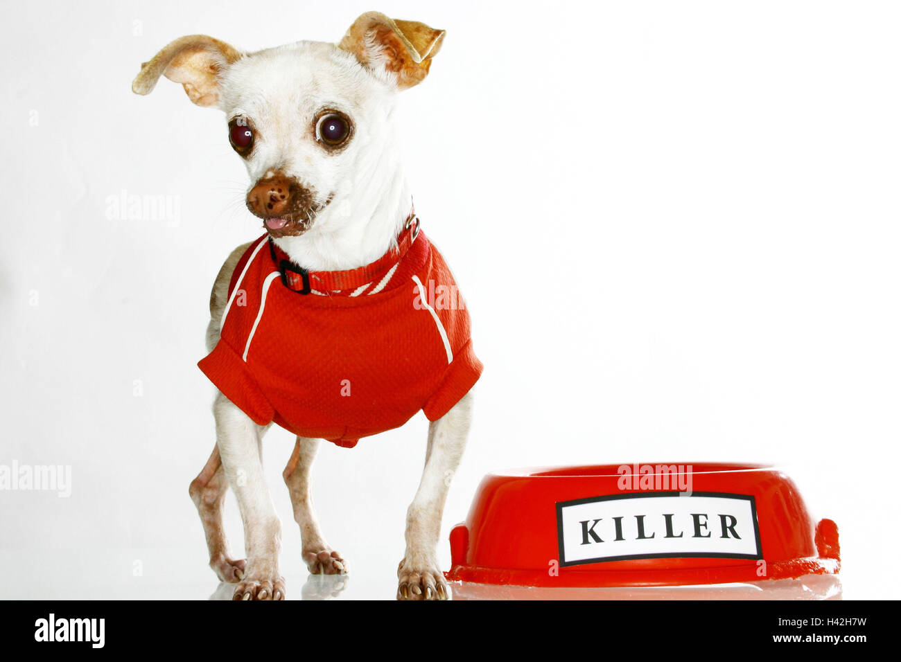 Chihuahua, maglietta, cane porringer, etichetta 'Killer' pet, cagnolino, piccolo cane, pedigree cane, cane, piccolo, con ansia, dolcemente, cane moda, abbigliamento cane, poco t-shirt, pullover, cane pastore, piccolo cane maglietta, ironicamente, arguzia, paradossalmente, umorismo in pictur Foto Stock