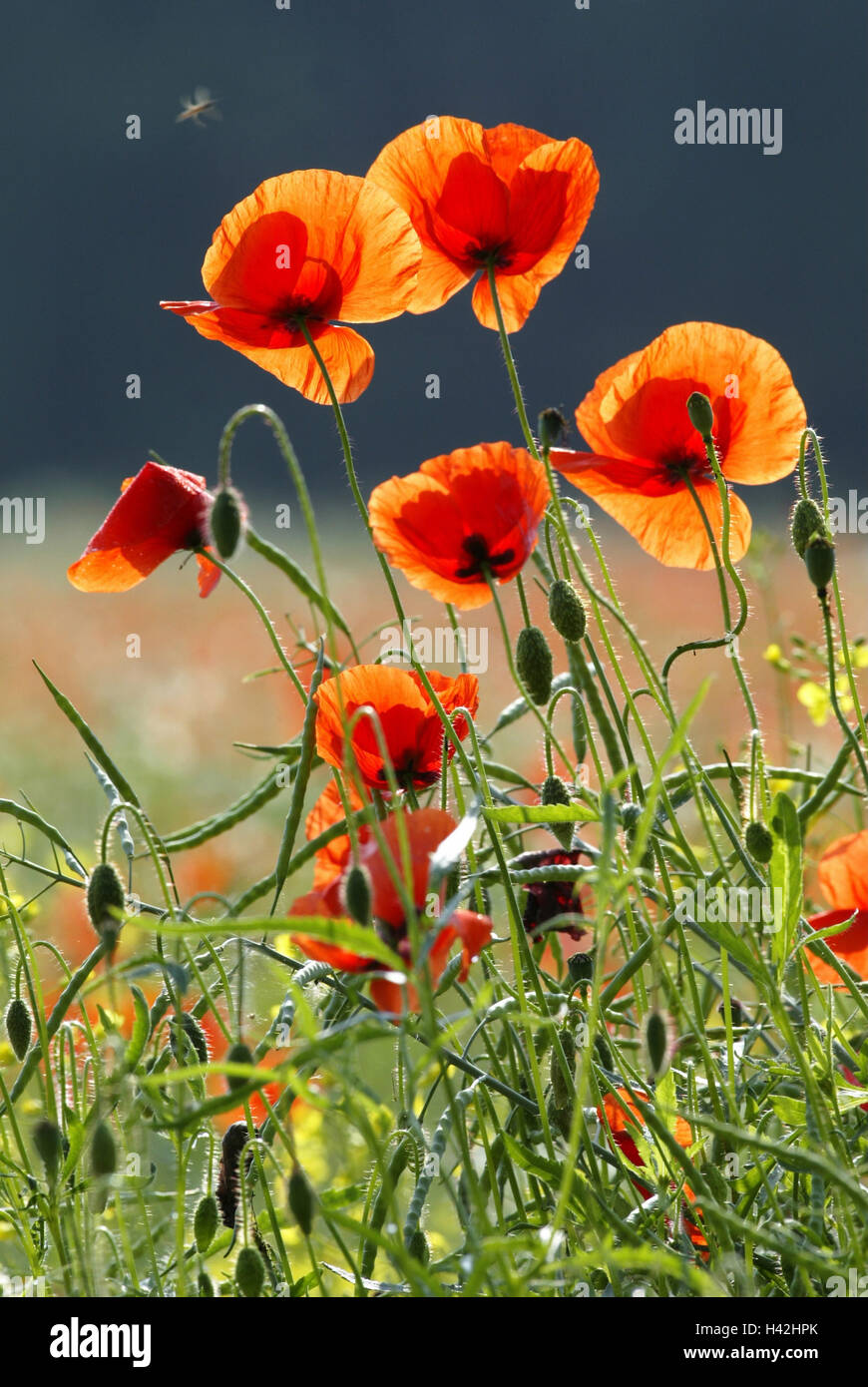 Papaveraceae – Papaver rhoeas L. | Società Italiana di Aerobiologia Medicina e Ambiente