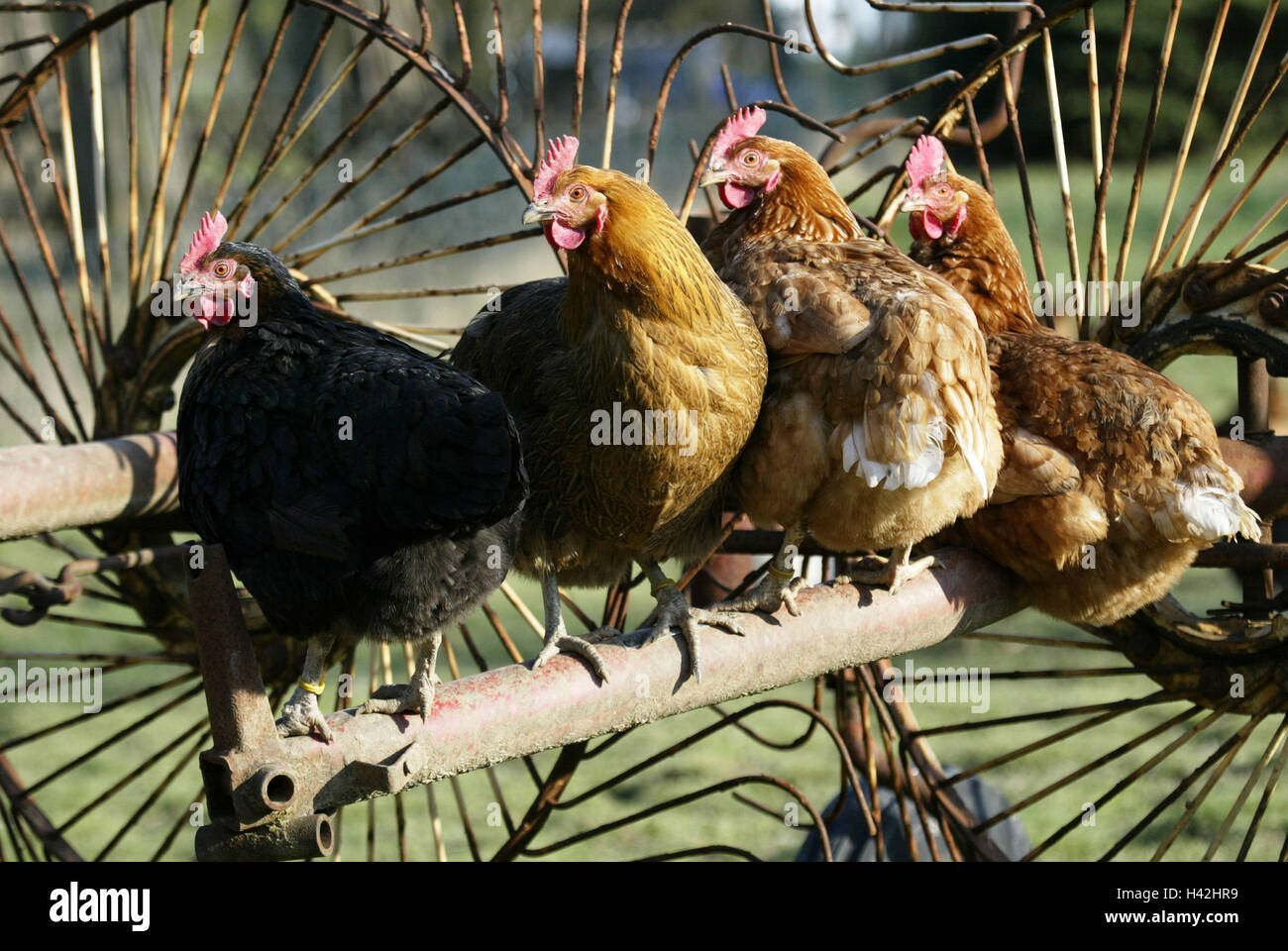 Macchine agricole, casa di pollame, siedono fianco a fianco, animali, uccelli, faraone beneficio animali, uccelli gallinacei, pollame, galline, Gallus gallus, in esecuzione nello spazio, tenere animali domestici, appropriata alla specie, 'come il pollame sul bastone' Foto Stock