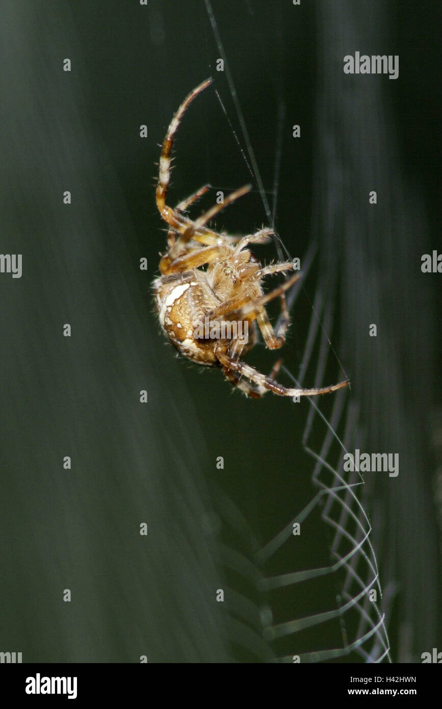 Rete di filatura, giardino spider, Araneus diadematus, vista laterale, animali, animale, filatura, spider, ragno, web spider, orb-weaver ragni, Araneidae, rete, rete in radianti, tessuto di filatura, filetti di filatura, net, custodia Foto Stock