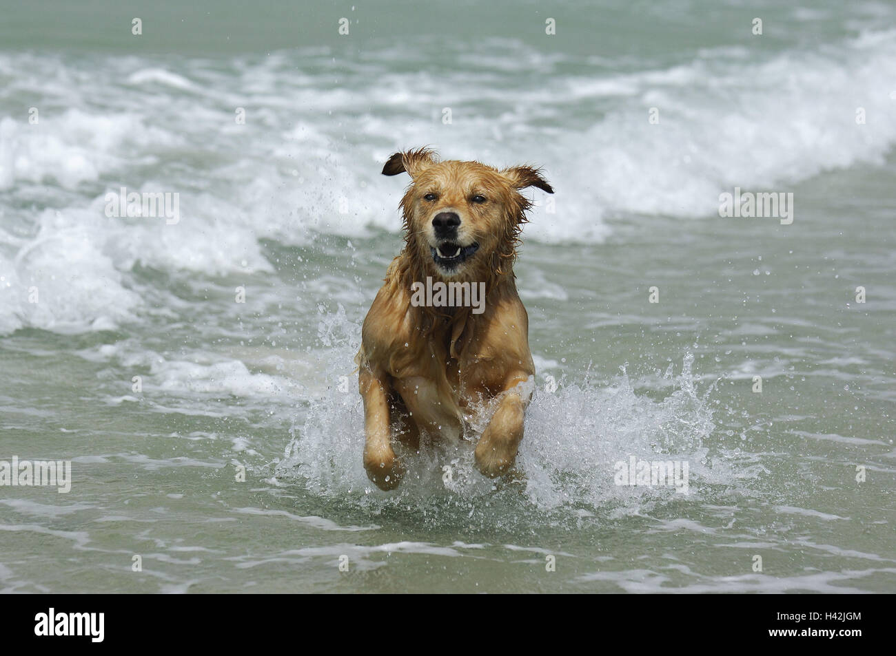 Mare, Golden Retriever, jump, Foto Stock