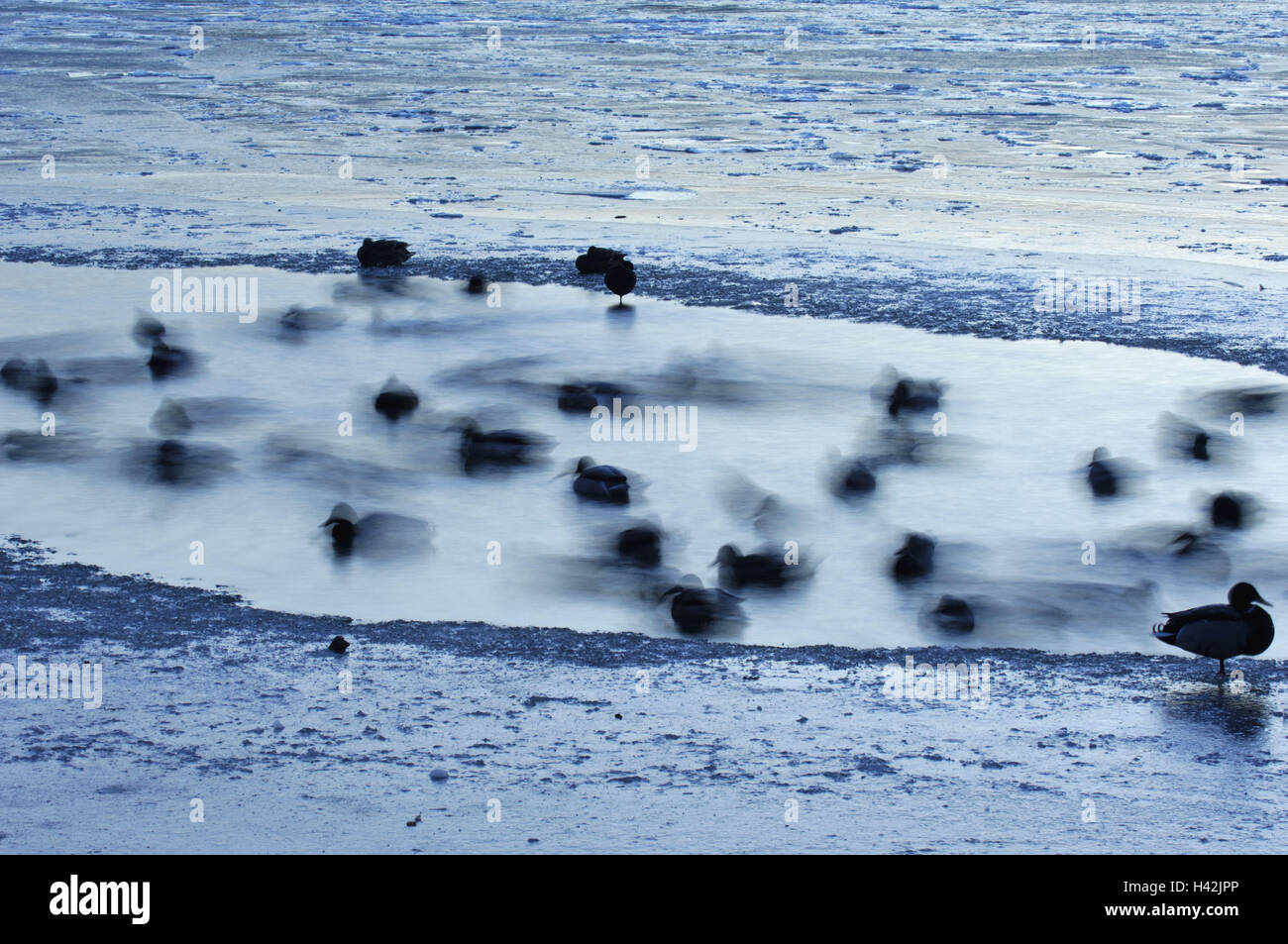 Crepuscolo, gelato foro, fiume, uccelli acquatici, inverni, in Germania, in Baviera, valle principale, Foto Stock
