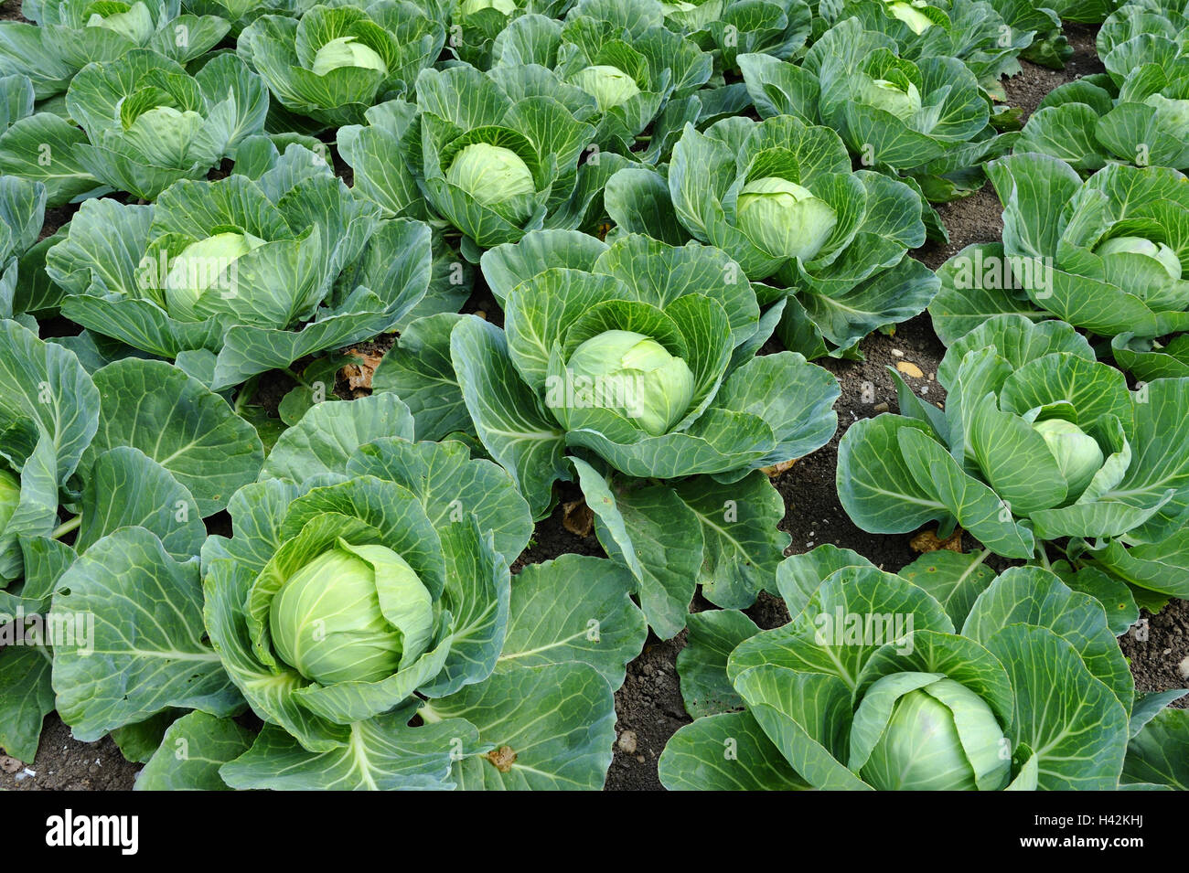 Campo di cavolo cappuccio, cavolo, Brassica oleracea, Foto Stock