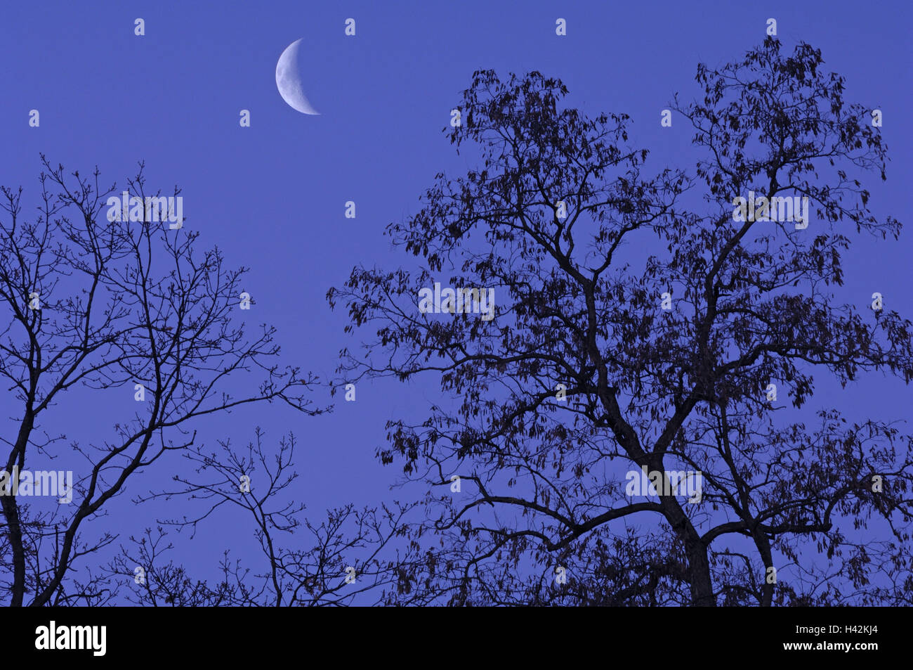 Alberi, luna, notte, Foto Stock