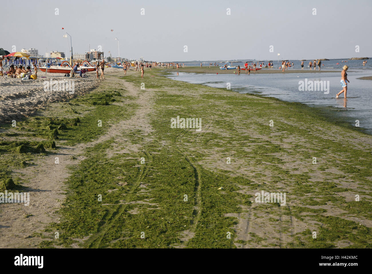 L'Italia, Emilia Romagna, Ferrara, Lido Tu, Pomposa, mare, spiaggia, alghe, turisti, sfocatura, nessun modello di rilascio, Europa, marea alghe, vita di spiaggia, bagnanti, bassa marea, natura, ambiente, acqua, inquinamento ambientale, inquinanti, anidride carbonica, smog, il riscaldamento globale, ossigeno, alga pest, Pest, antiestetici, persone, turismo, esterno, verde, riscaldamento climatico, il cambiamento climatico, Foto Stock