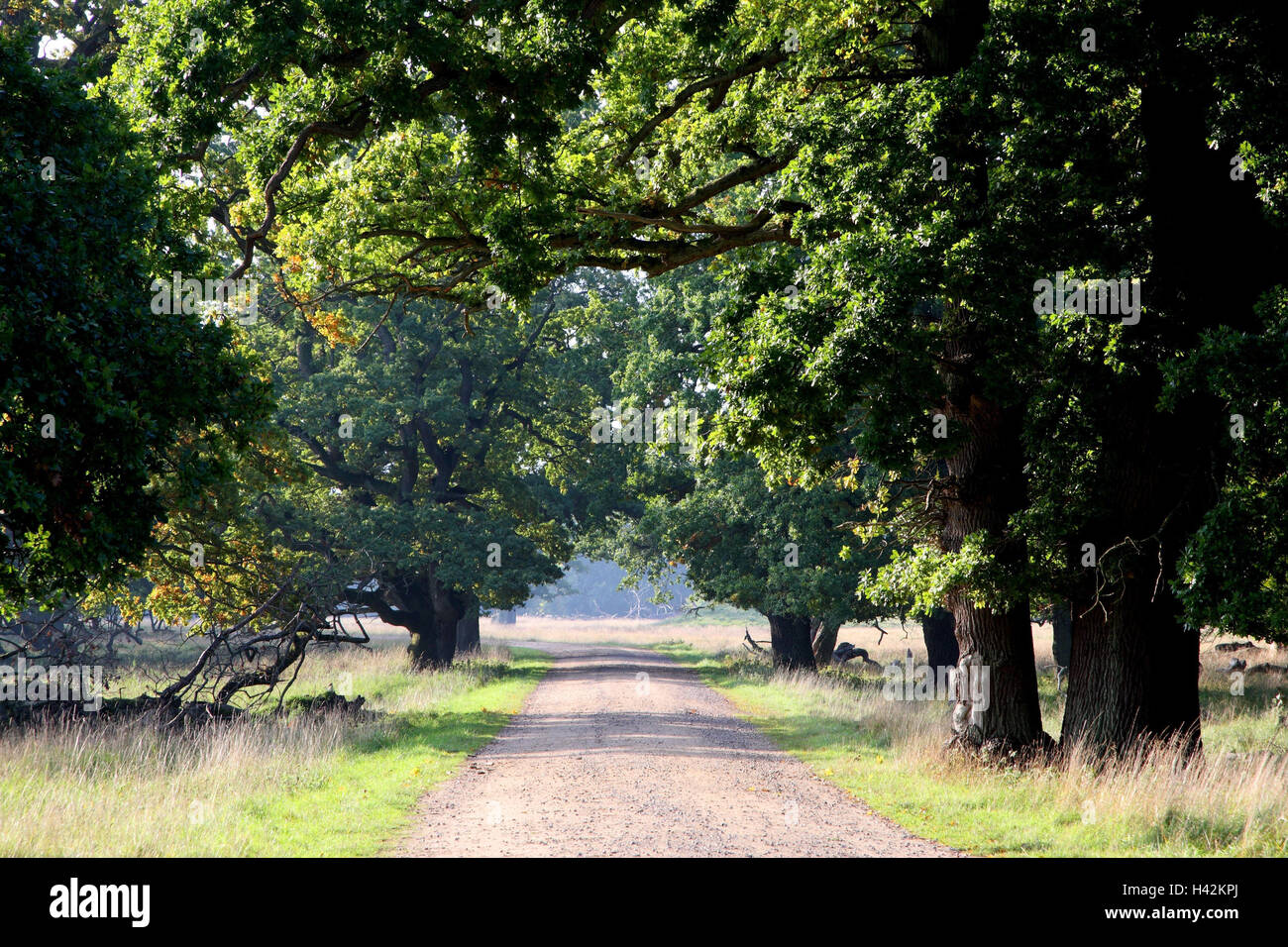 Avenue, comune di querce, Quercus robur, scenario, rurally, quercino avenue, la strada, via, strada forestale, paese lane, slacciata, stock alberi, piante, alberi, boschi di latifoglie, querce, comune di querce, estate querce, estate querce, faggi famiglia, vecchio, gnarledly, natura, nessuno, estate, Foto Stock