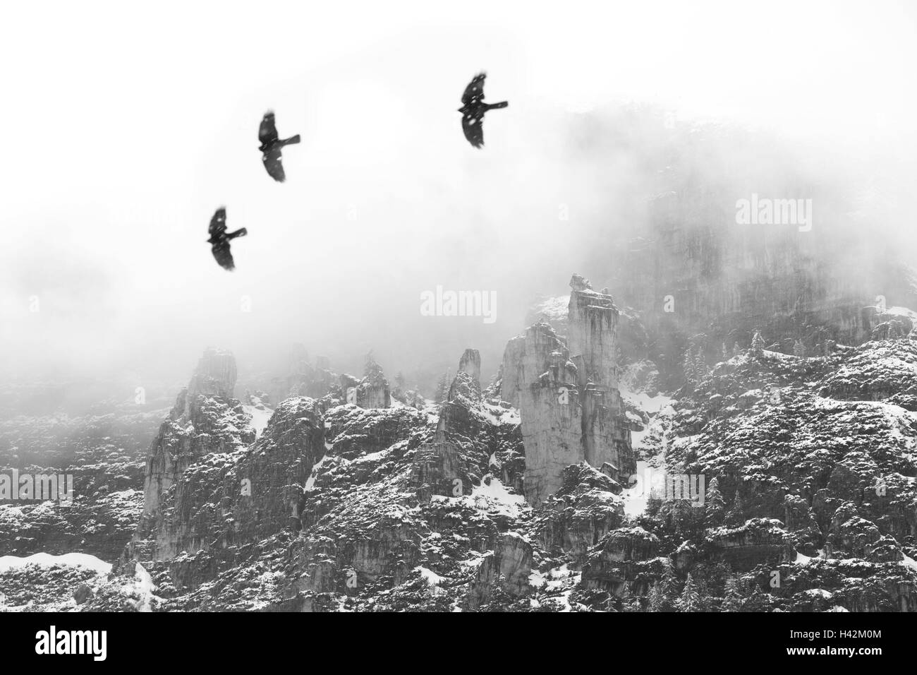 Uccelli, gracchi alpini, montagne, rocce, nebbia, b/w, Foto Stock