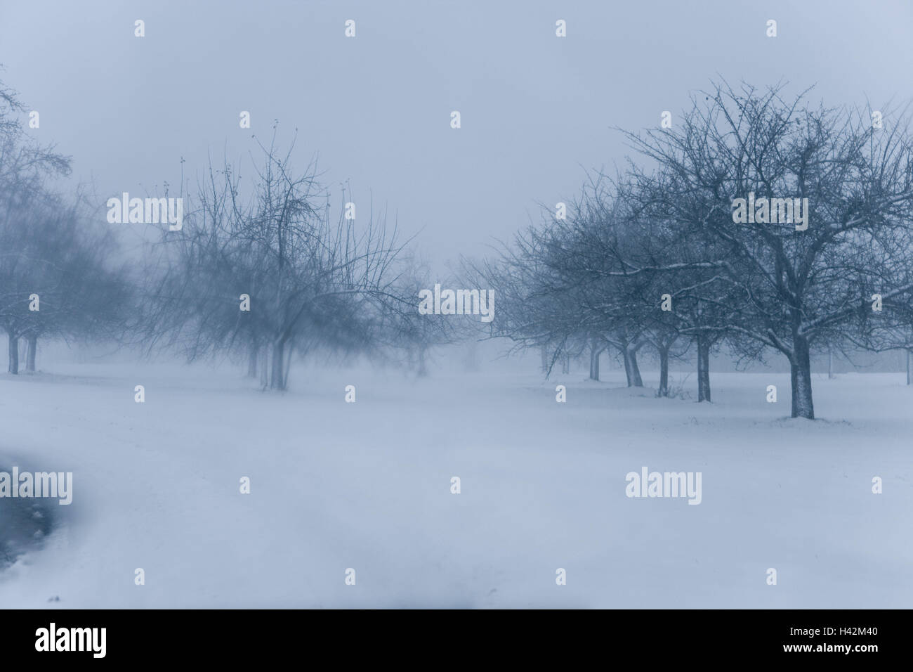 Nevato alberi visti attraverso il parabrezza Foto Stock