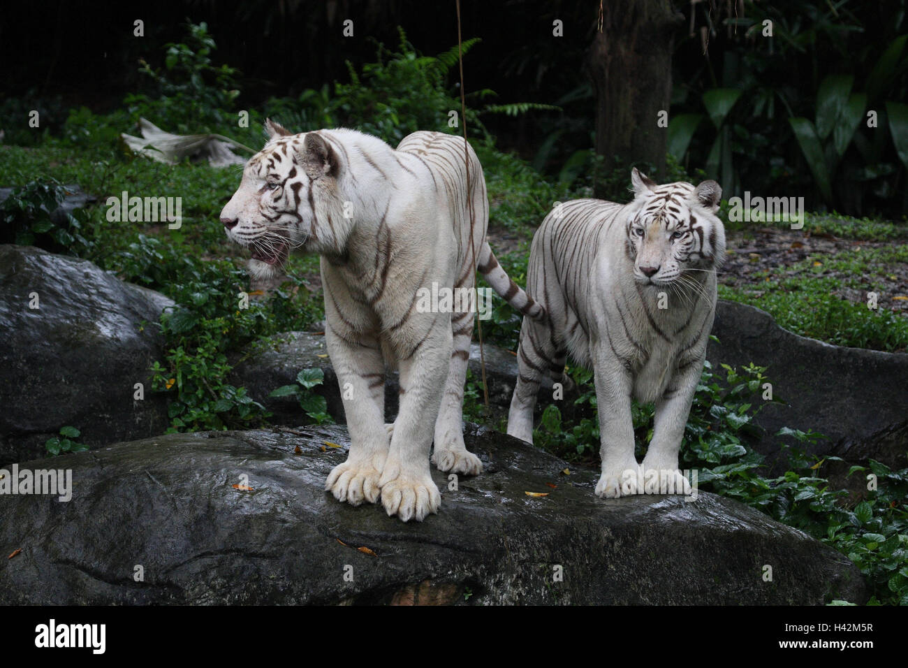 Bianco le tigri del Bengala, Foto Stock