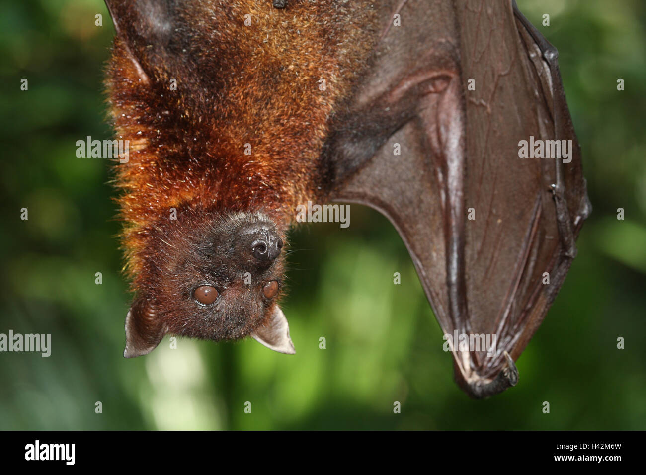 Cane di volo, Kalong, Foto Stock