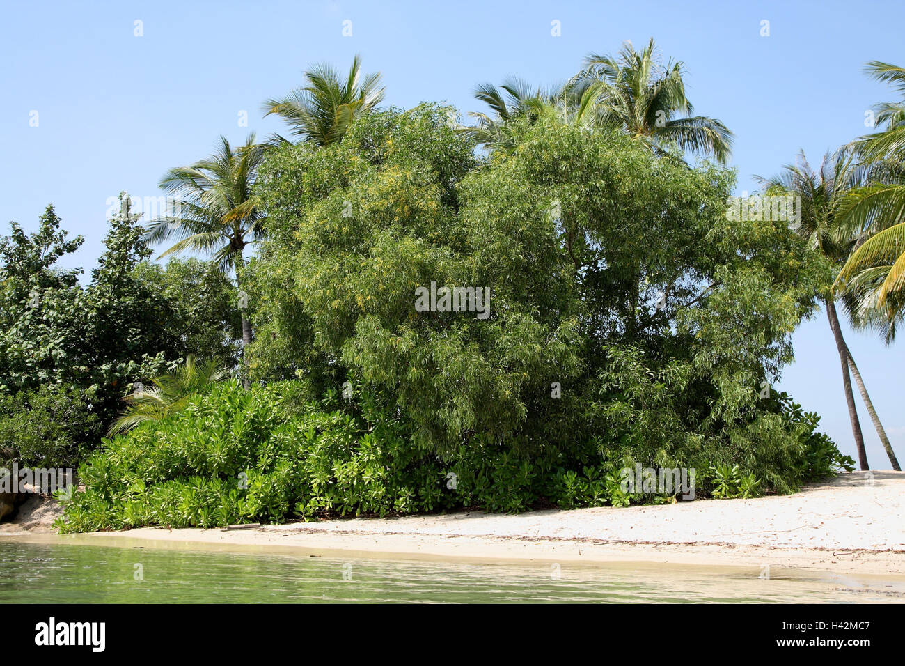 Spiaggia, palme, professional piante di fiori, Foto Stock