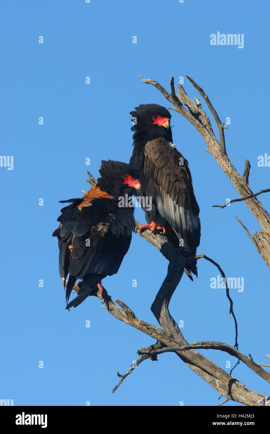 Bateleur eagles, Bateleur, ramo, sedersi, Foto Stock