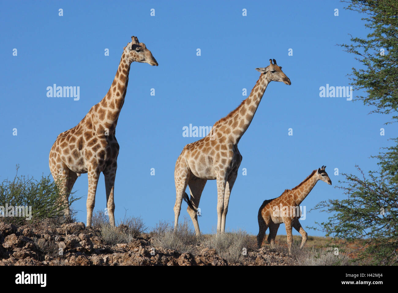 Le giraffe con il giovane animale, Foto Stock