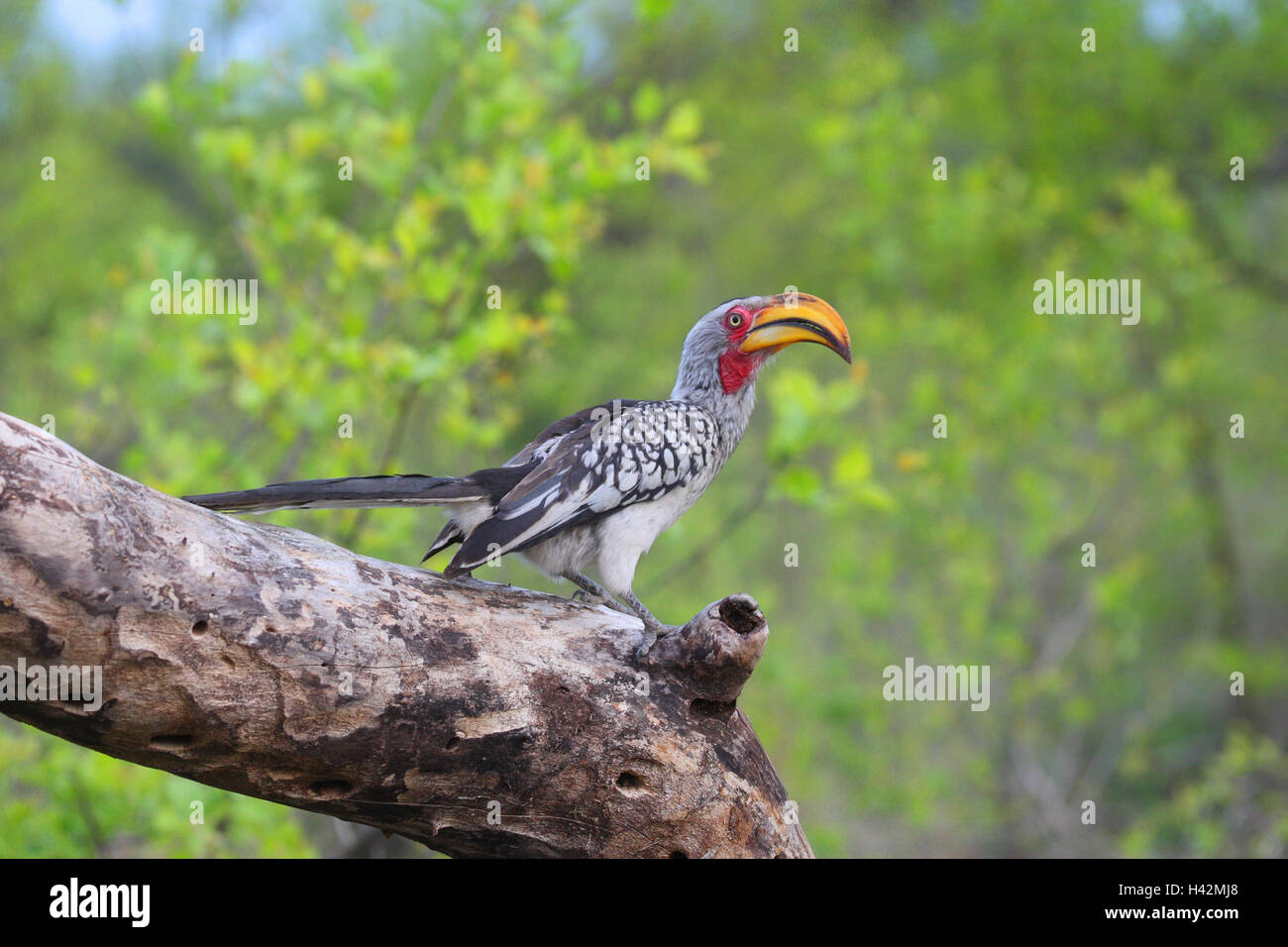 Gelbschnabeltoko, albero, sedersi, giallo-fatturati Hornbill, Foto Stock