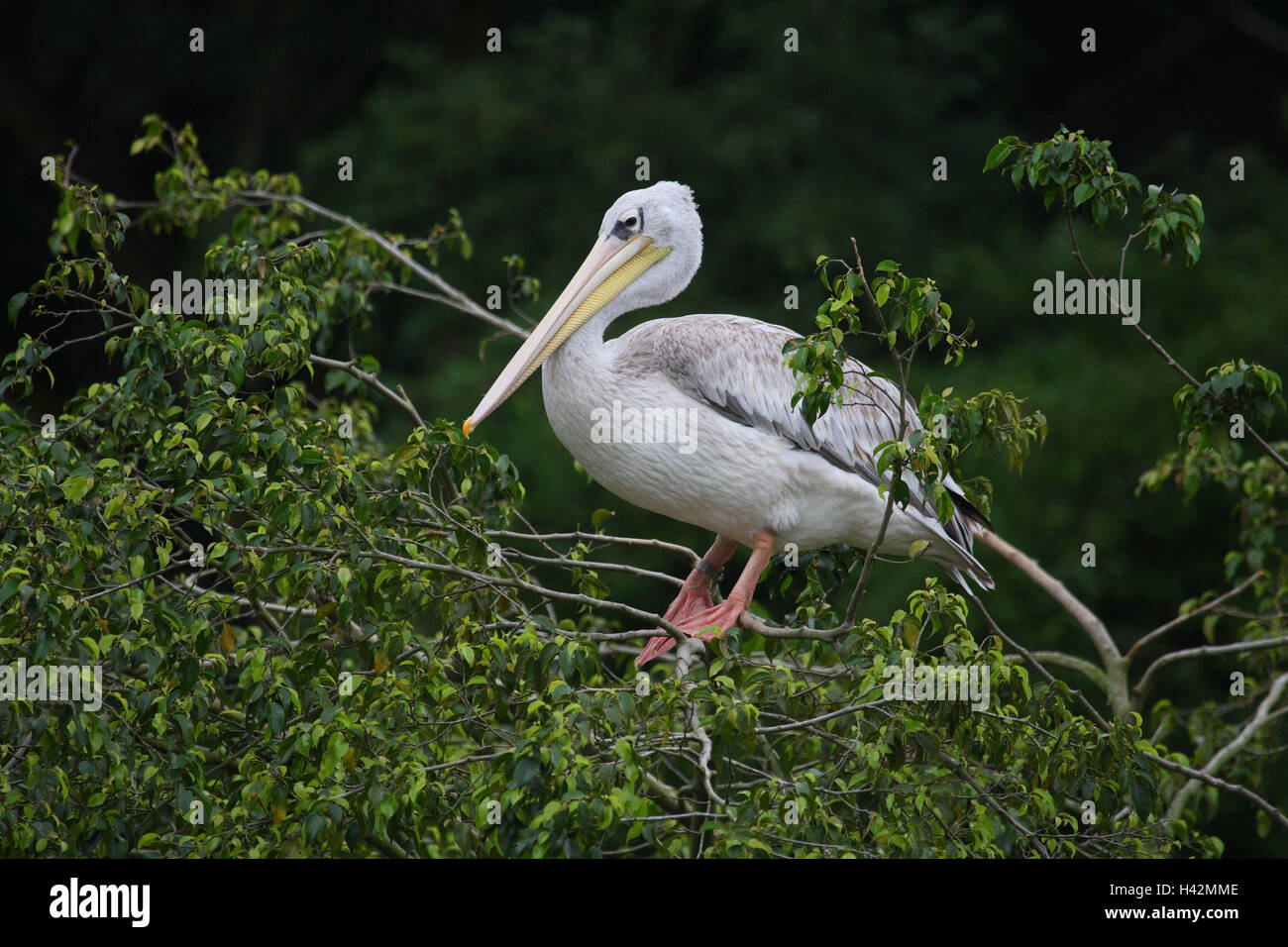 Testa di Crespi pelican, albero, Foto Stock
