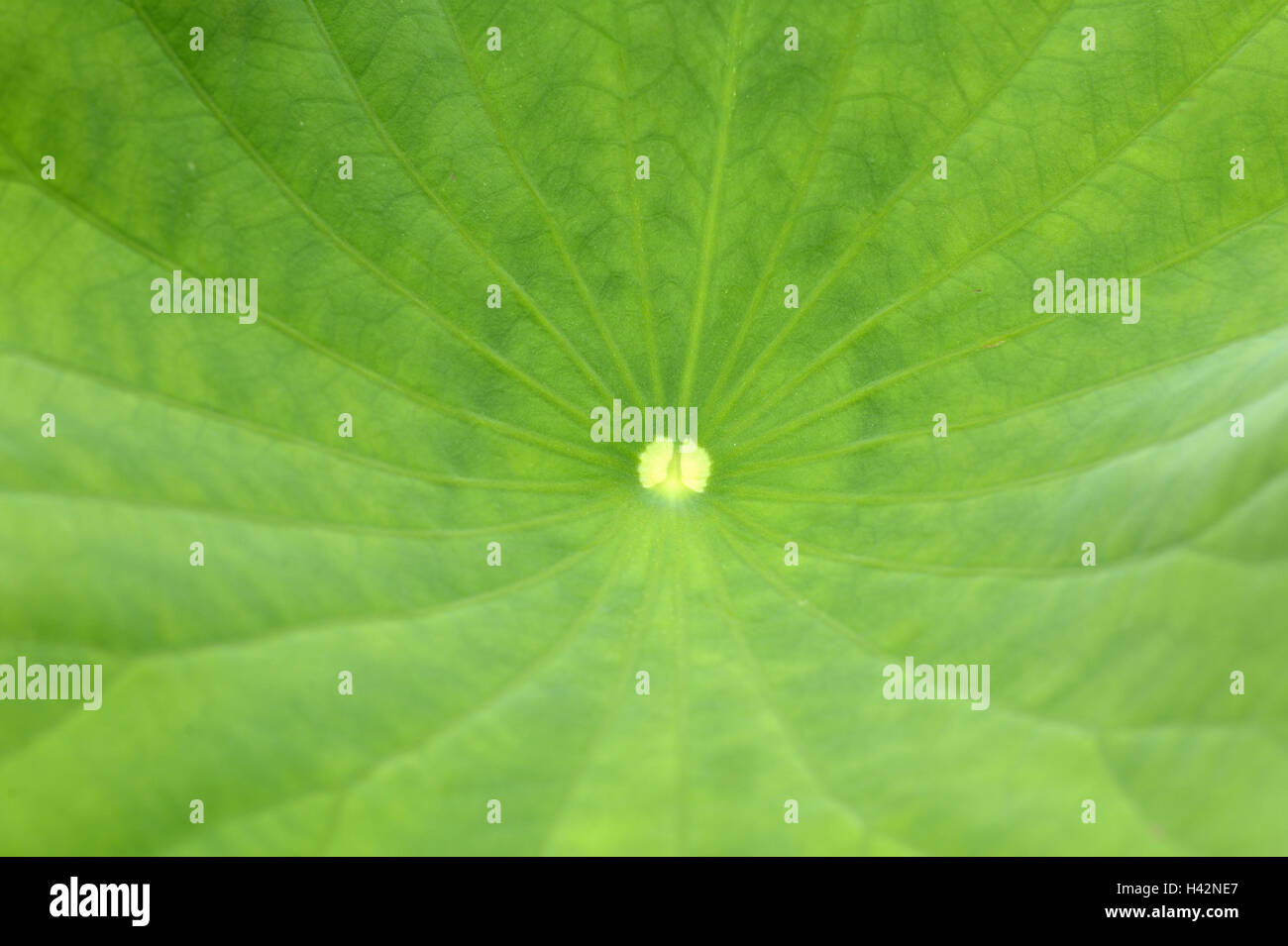 Lotus, foglie, vicino stabilimento, impianto idrico, fiore di loto Lotosblatt, verde, sfondo, campione, struttura, foglie, foglie, vene, Foto Stock