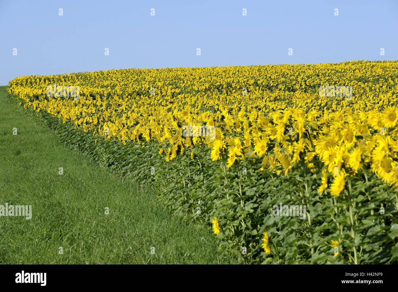 Campo di girasole, piante, campo di girasoli, fiori, fiori di girasole giallo, lucentezza, estivo, allegato, agricoltura, estate, Germania, Baden-Württemberg, Foto Stock