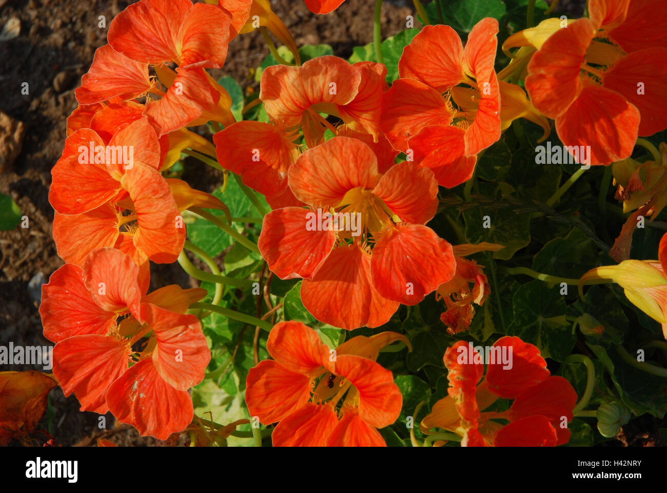 Giardino di erbe aromatiche, nasturtium, Foto Stock