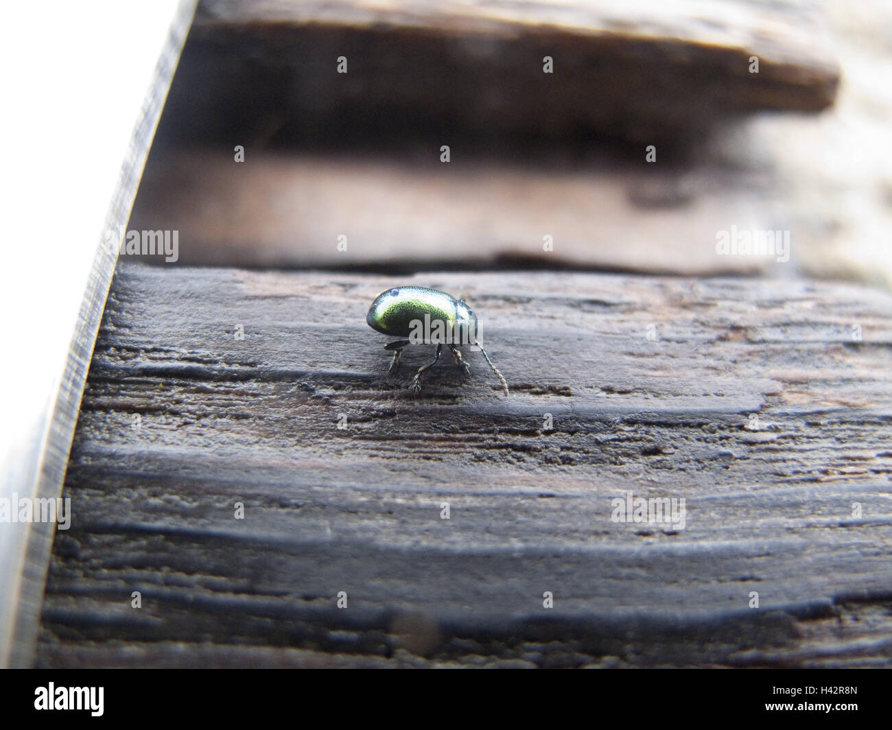 Travi in legno, splendide foglie beetle, Chrysolina fastuosa, medium close-up, leaf beetle, beetle, insetto Chrysomelidae, Polyphaga, verde, verdastro, barlume, Foto Stock