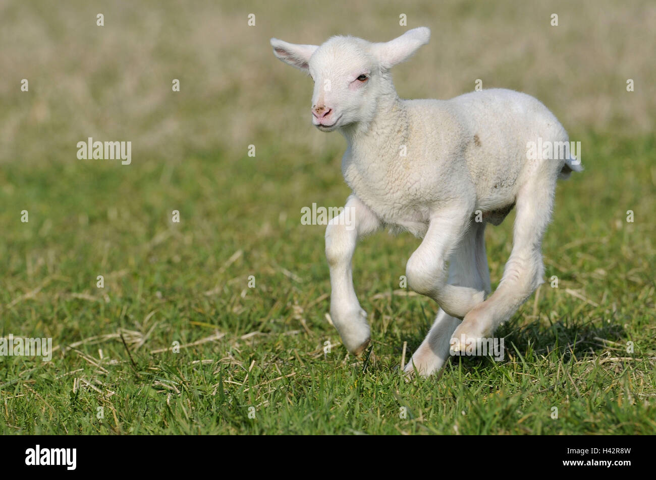 Prato, Pecore Merino, agnello, esegui, mammifero, beneficio animale, Pecore Merino, giovane animale, pascoli, esterno, agricoltura, allevamento di bestiame, il mantenimento degli animali domestici, animali giovani, corpo intero, Foto Stock