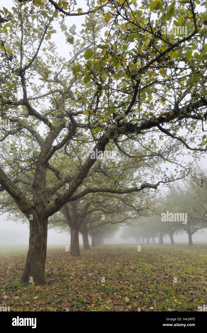 Orchard prato, apple-alberi, autunno, mele, coltivazione di Apple, Apple plantation, alberi, autumnally, stagione, l'agricoltura, la natura, la coltivazione di frutta e di alberi da frutto, alla piantagione di frutta, nebbia, foggy, serie, Foto Stock