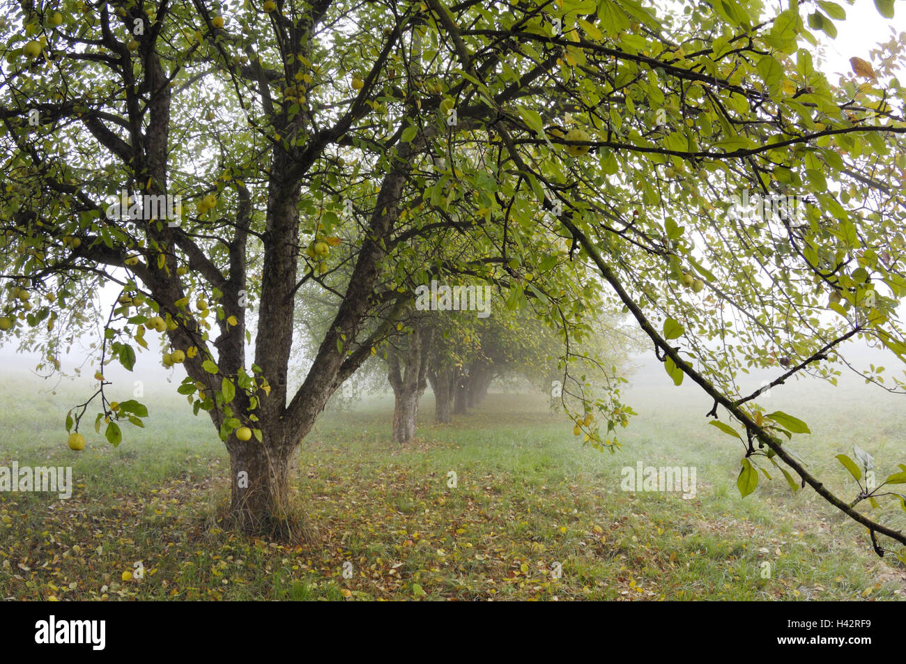 Orchard prato, apple-alberi, autunno, mele, coltivazione di Apple, Apple plantation, alberi, autumnally, stagione, l'agricoltura, la natura, la coltivazione di frutta e di alberi da frutto, alla piantagione di frutta, nebbia, nebbia, Foto Stock