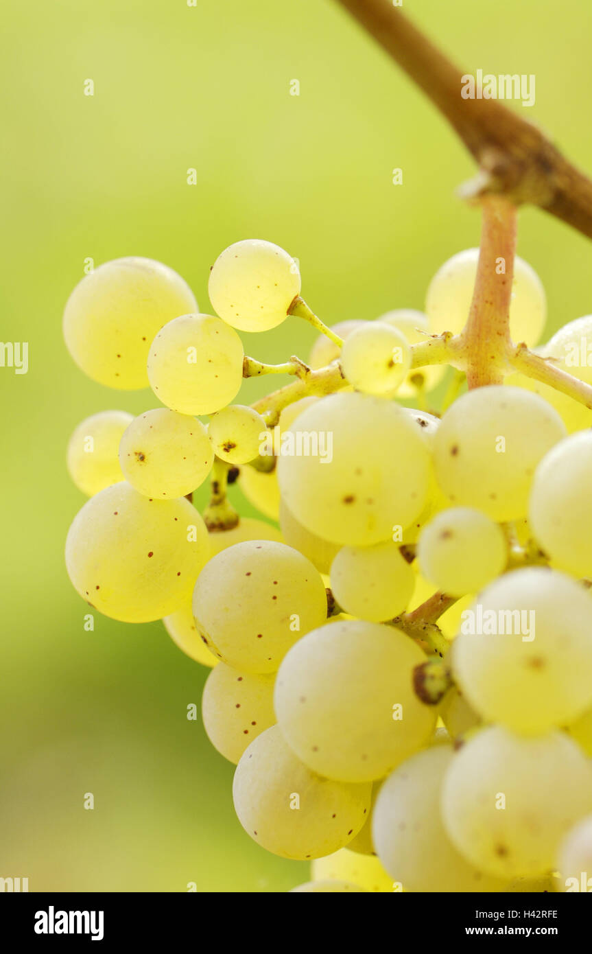 Vite, Uva bianca, mature, medie di close-up, Foto Stock