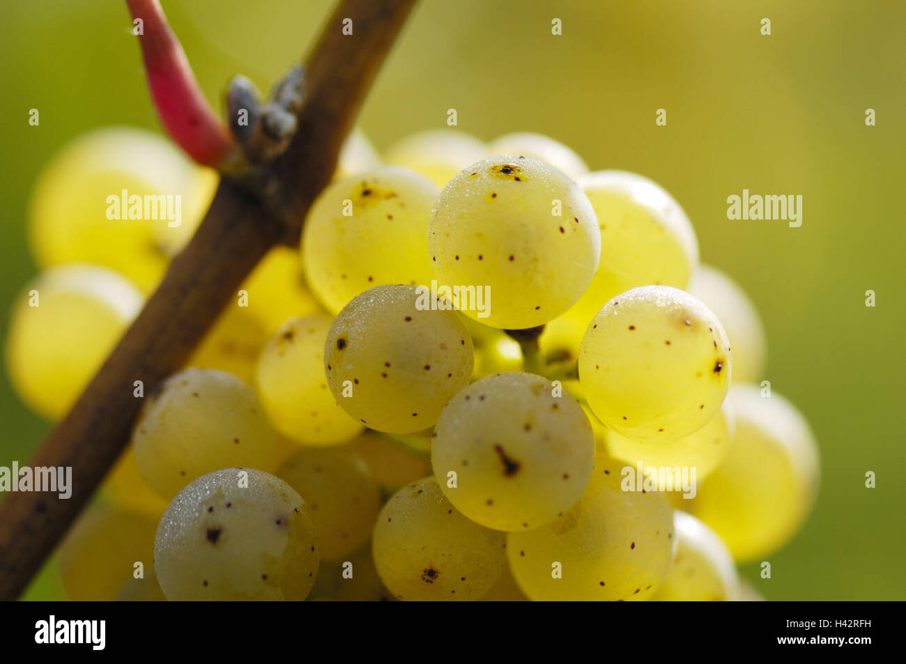 Vite, Uva bianca, mature, medie di close-up, vigneto, tarda estate, autunno, impianti, ramo, vite, natura, vigne, Rebsorten, vite, viticoltura, viticoltura, economia, uve, il tempo del raccolto, frutti, giallo pianta coltivata, culturale della vigna, agricoltura, pianta utile, Rebsorte, uva, tipo uva, vino, vino bianco, vino bianco della vigna, soleggiato, maturo, vicino, Foto Stock