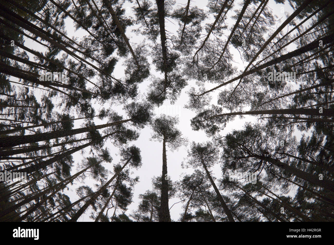 La foresta di pini, prospettive di rana, fisheye, Foto Stock