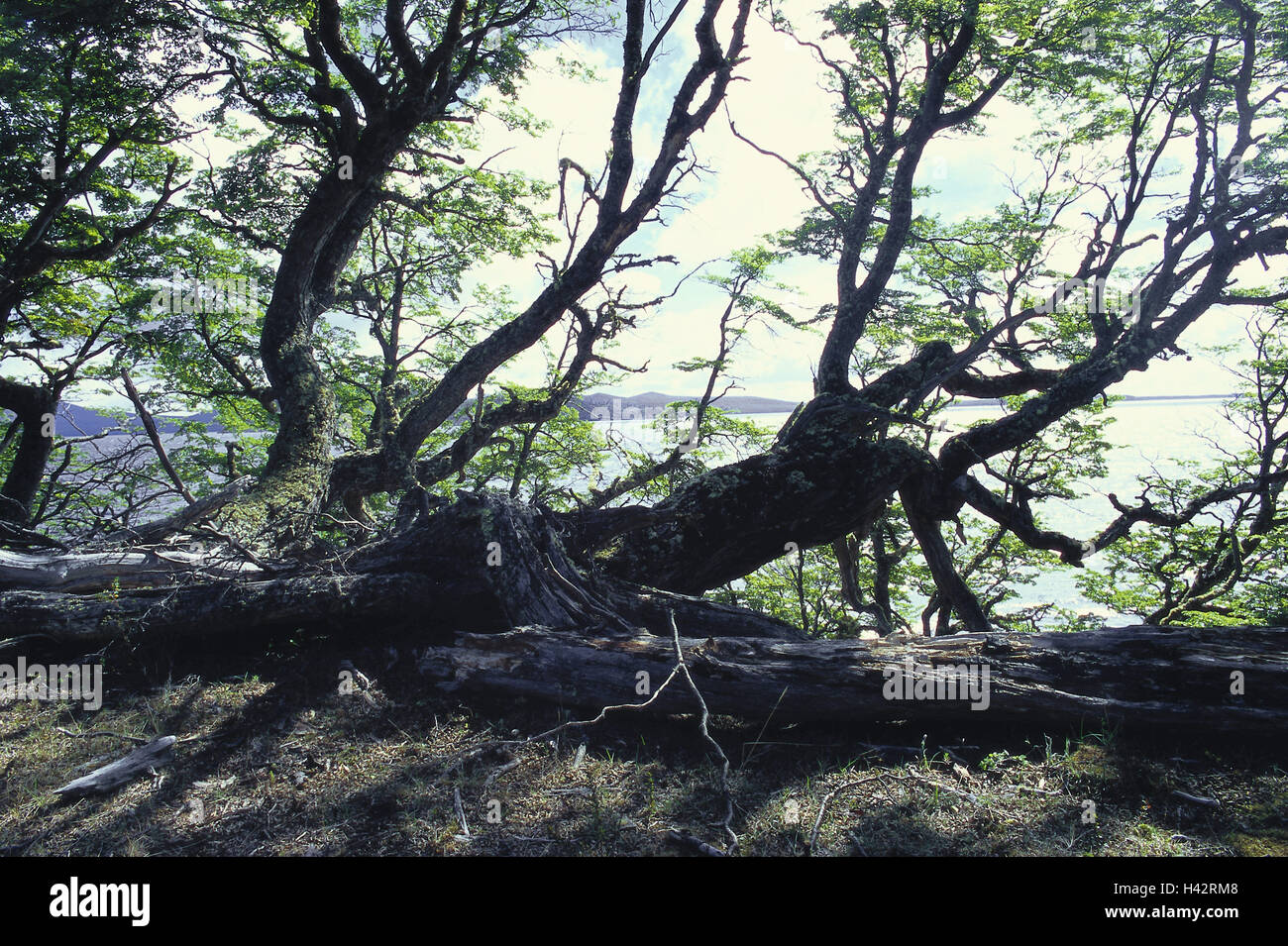 Il Cile, Tierra del Fuego, Lago Blanco, Riva, a sud di faggi, luce posteriore, Sud America, destinazione isola, paesaggi, flora, botanica, natura, alberi, piante, deserte, latifoglie, faggi, Foto Stock