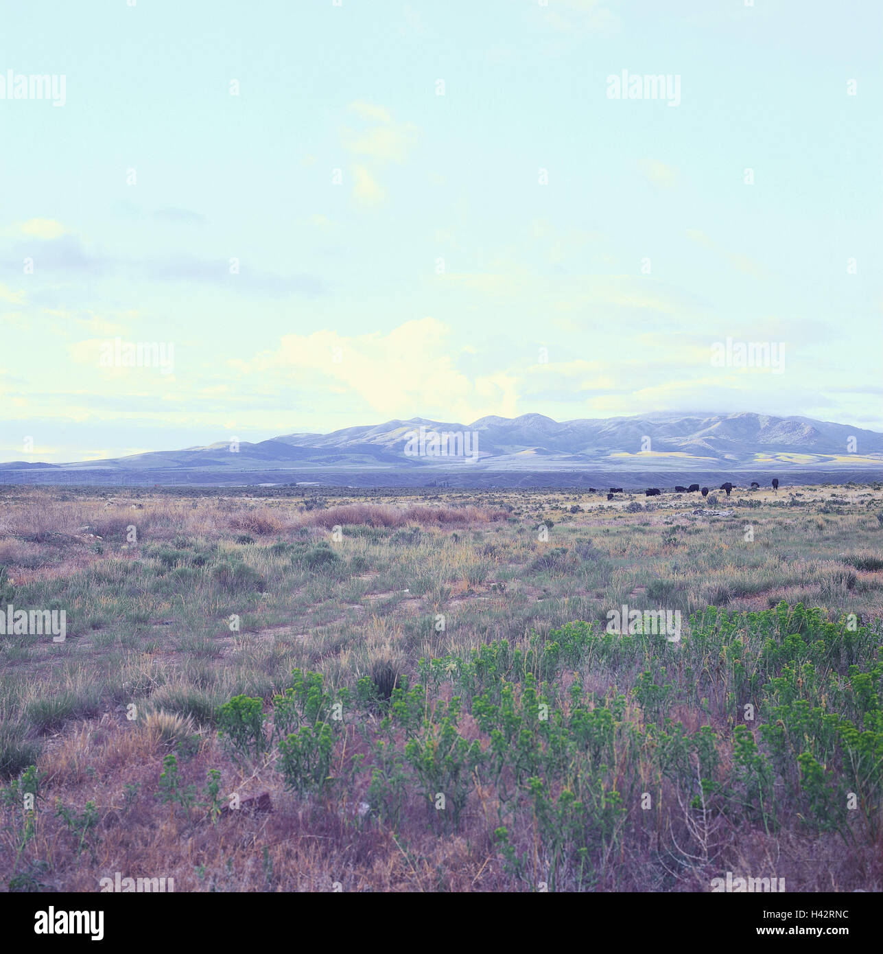 L'Islanda, Landmannalaugar, agata corrente, Laugahraun, visualizzare l'Islanda, isola, destinazione, luogo di interesse, riserva naturale Fjallabak, montagne, il paesaggio di montagna, visualizzare larghezza, distanza, deserte, prato, paesaggi, Foto Stock