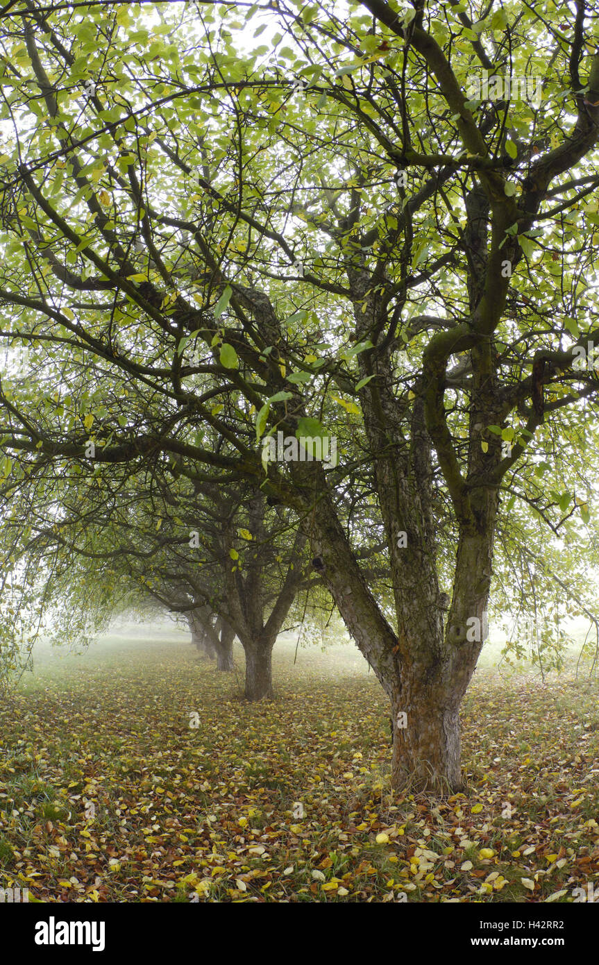 Orchard prato, apple-alberi, autunno, mele, coltivazione di Apple, Apple plantation, alberi, autumnally, stagione, l'agricoltura, la natura, la coltivazione di frutta e di alberi da frutto, alla piantagione di frutta, nebbia, nebbia, Foto Stock