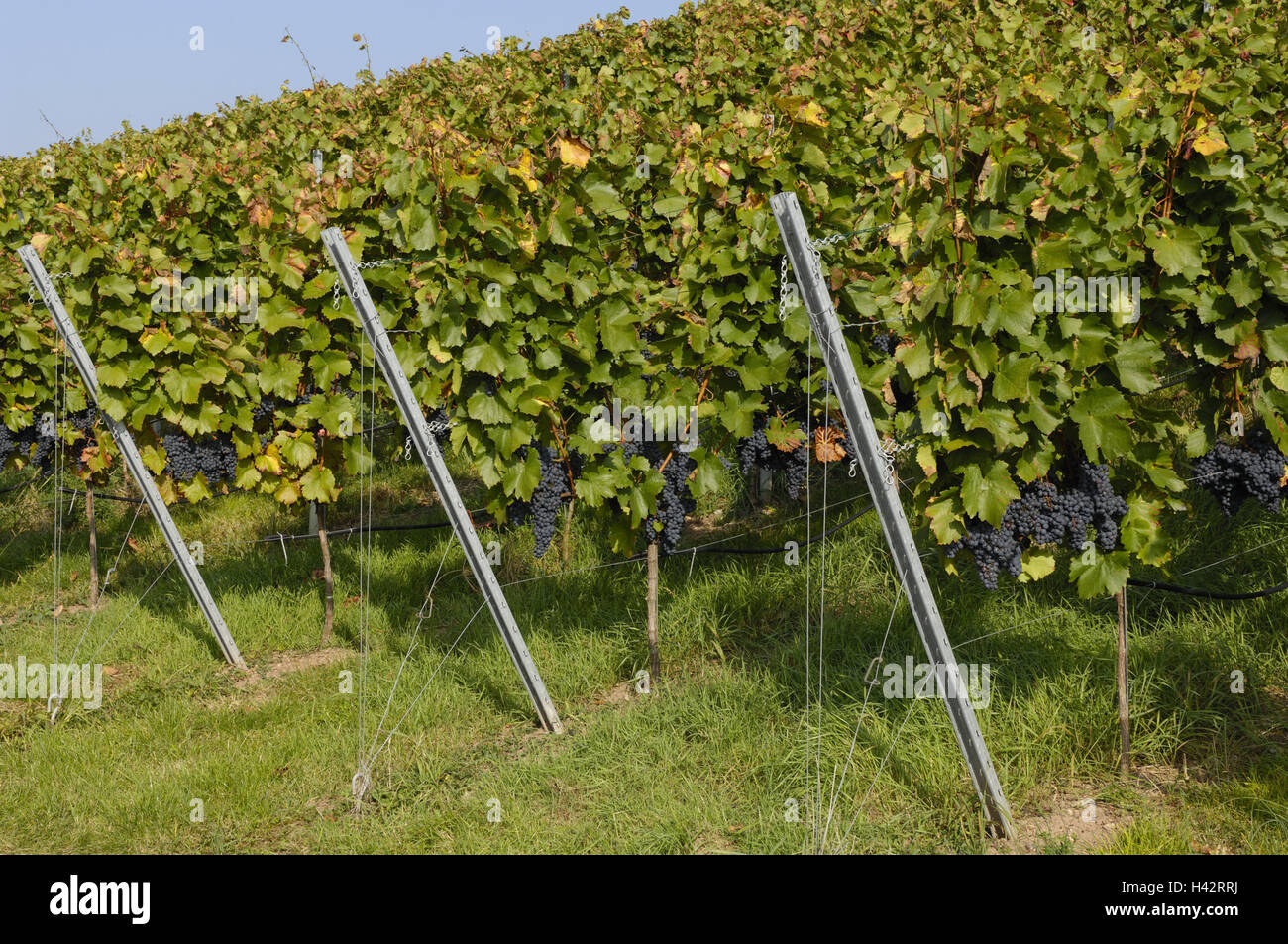 Vigneto, vigne, uva Trollinger, la viticoltura, la coltivazione, vigne, vigne, uva, blu, mature, foglie, il tempo del raccolto, verde, autunno, Rebsorten, serie, uva, viticoltura, vigneti, economia, puntelli, pali in acciaio pali, Foto Stock