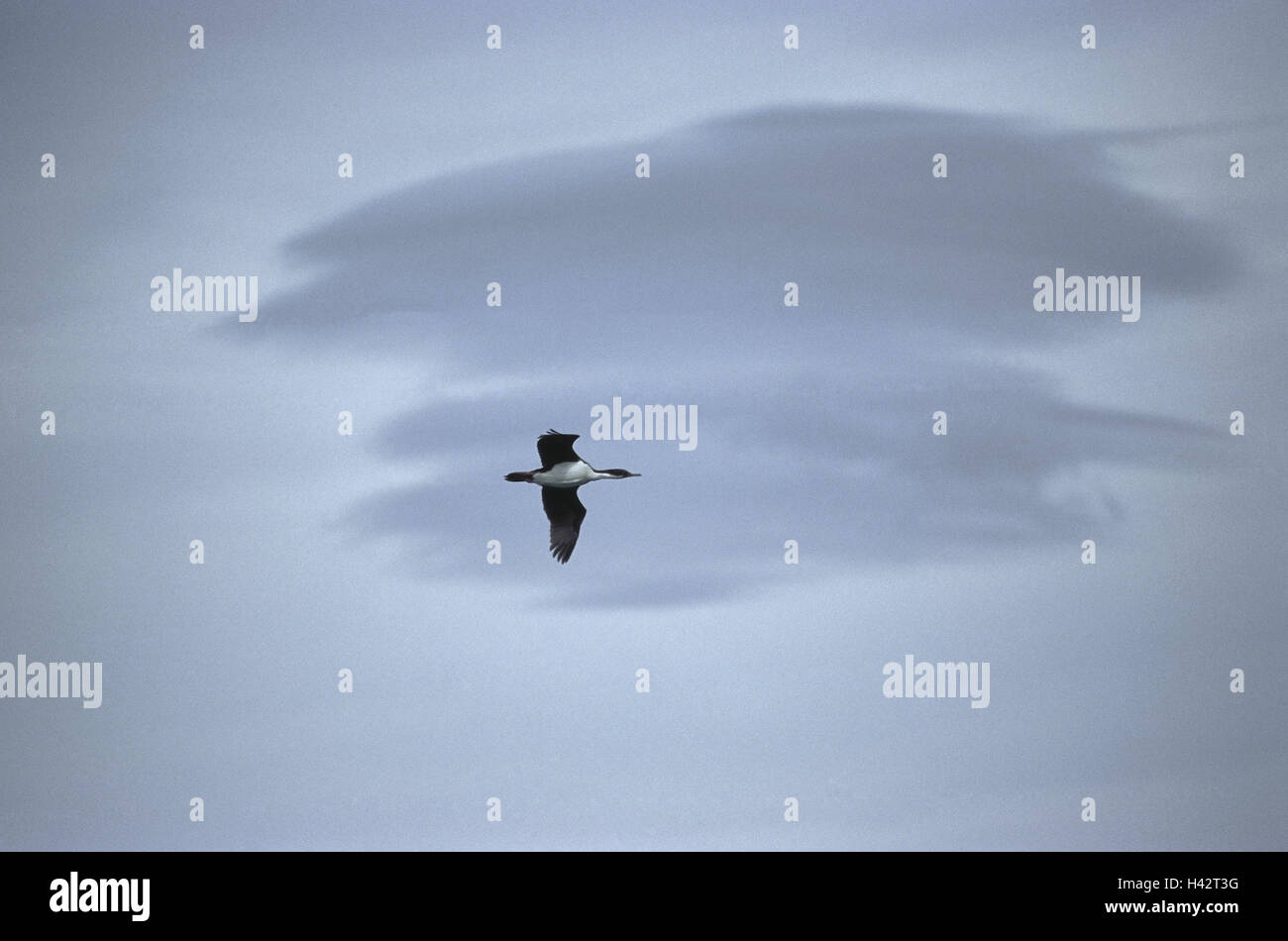 Il Cile, Tierra del Fuego, Felsenscharbe, Phalacrocorax magellanicus, volo, Sud America, destinazione isola, natura, animali, uccelli, cormorano, volare, cielo, cloudies, Foto Stock